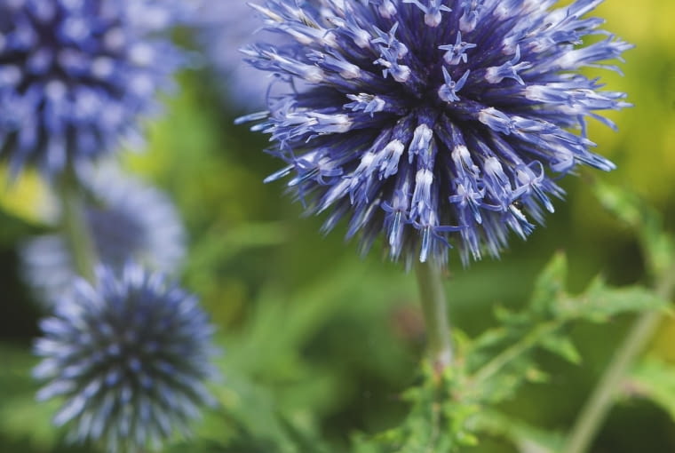 PRZEGORZAN 'BLUE GLOW'