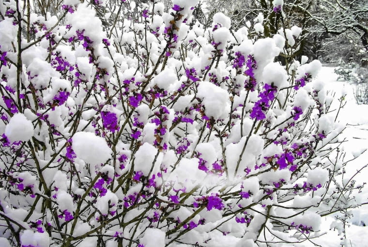 wawrzynek KRZEW - WAWRZYNEK WILCZELYKO , KWIATY FOT. TOMASZ CIESIELSKI PUBLIKACJA MAGNOLIA NR 3 (11) - 3 2013 SLOWA KLUCZOWE: ROSLINA KWIAT KRZEW ZDJĘCIE DO WKŁADKI: PUBLIKACJA MAGNOLIA NR 3 (11) - CZASOPISMA