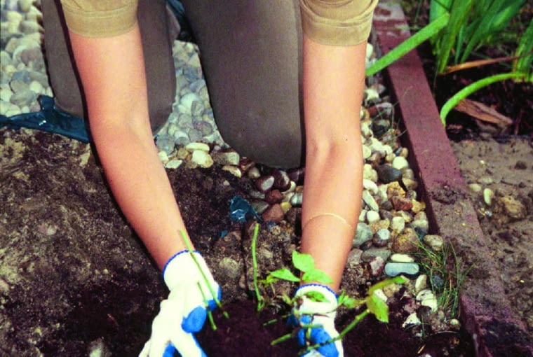 Różę od razu obsypujemy kopczykiem lekkiej ziemi, tak by wystawały z niego jedynie wierzchołki gałązek. To początkowo zabezpiecza pędy przed wysychaniem, na co róże są bardzo wrażliwe. Zimą kopczyk będzie je też chronił przed przemarznięciem. Jeśli są zapowiadane tęgie mrozy, można dodatkowo obsypać różę warstwą suchych liści i nakryć gałązkami.