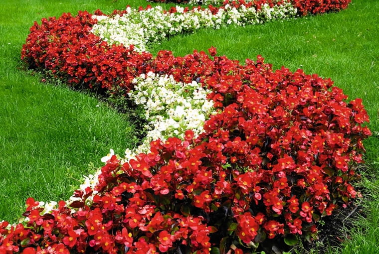 PELARGONIA RABATOWA występuje w wielu odmianach: różowych, czerwonych oraz białych. PELARGONIA RABATOWA występuje w wielu odmianach: różowych, czerwonych oraz białych.