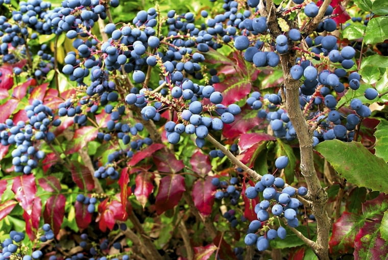 mahonia OLYMPUS DIGITAL CAMERA