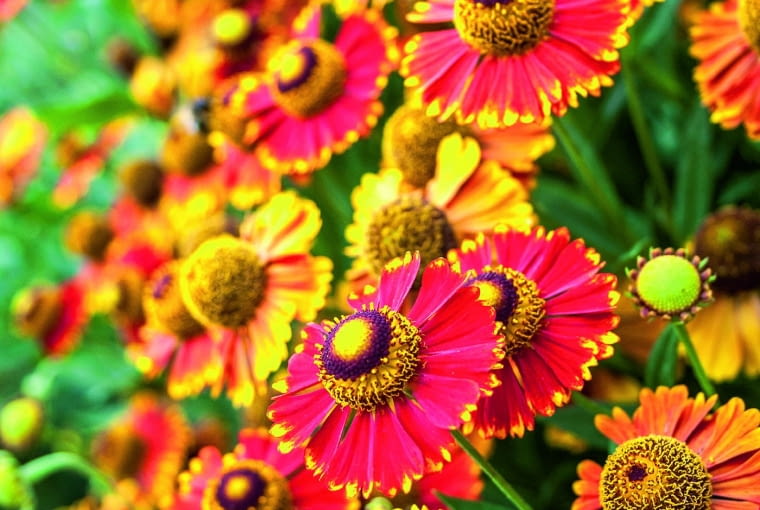 Dzielżan jesienny Dzielżan jesienny