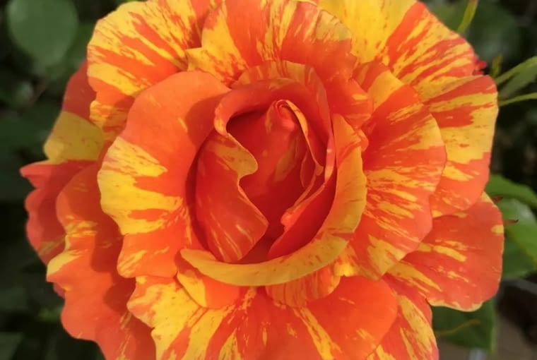 Róża 'Lollipop®’. Zwarta, krzaczasta róża rabatowa o wys. 60 cm o półpełnych kwiatach w świeżej, owocowej kombinacji kolorów żółto-pomarańczowych. Pomimo nietypowego wyglądu jest to róża łatwa w pielęgnacji i o zdrowych liściach.