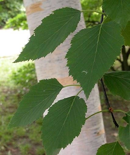 Brzoza papierowa ROSLINA DRZEWO BRZOZA PAPIEROWA FOT. WOJCIECH GIL PUBLIKACJA OGRODY NR 11 (91) - 11 2006