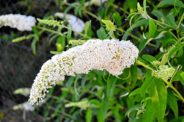 'White Profusion' 'White Profusion'
