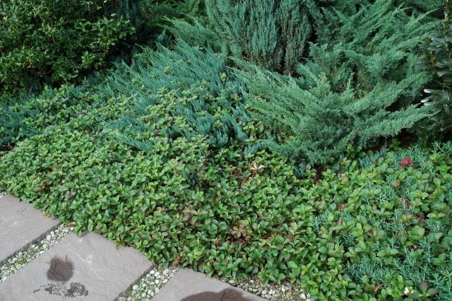 Dereń kanadyjski Dereń kanadyjski