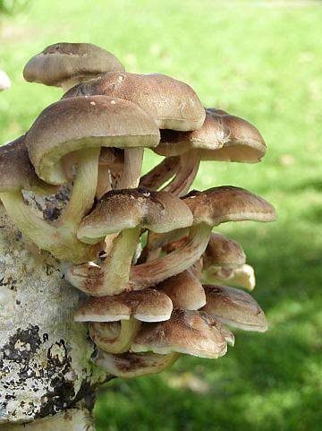 Twardziak jadalny , znny też pod nazwa shiitake Twardziak jadalny , znny też pod nazwa shiitake