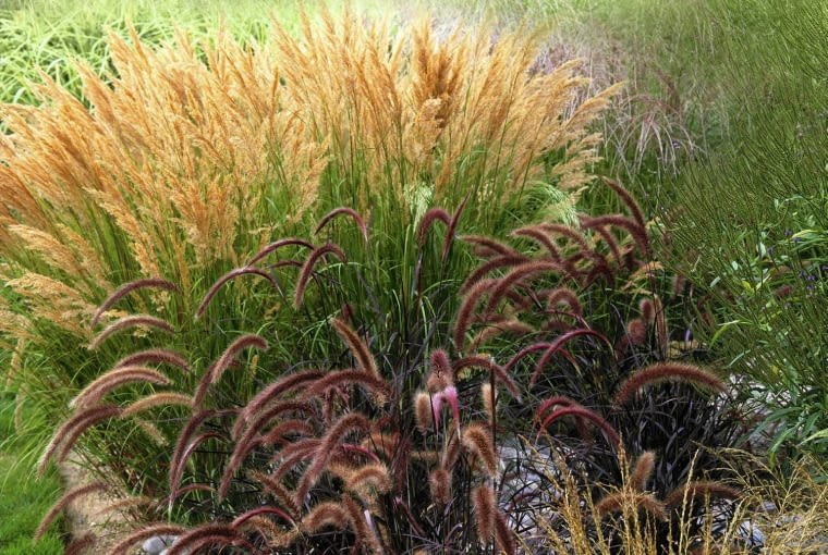 Grass bed of Molinia caerulea subsp. caerulea 'Variegata', Pennisetum setaceum 'Rubra' & Stipa calamagrostis SLOWA KLUCZOWE: Beet Beete Bl tter Garten gold Gr ser gr´n Kies Laub ornamental rot Steine Nicola Stocken Tomkins quadratisch