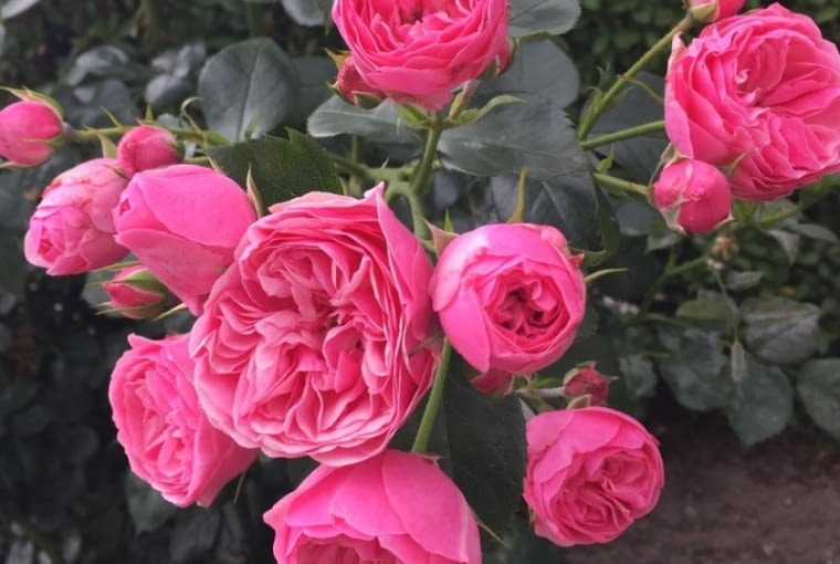 ‘The Matador®’ (Lise Nørgård) hodowczyni: Rosa Eskelund Odmiana wyhodowana w Danii przez Rosę Eskelund, wprowadzona w 2016 roku przez firmę Roses Forever ApS. Wyjątkowo efektowna róża rabatowa o romantycznych, kulistych, bardzo pełnych kwiatach zebranych w grona i barwie dojrzałych malin. Najbujniej kwitnie na słonecznym stanowisku, roztaczając przyjemny, choć niezbyt silny zapach, ale dobrze radzi sobie także w lekkim półcieniu. Kwiaty są bardzo trwałe, długo utrzymują się na krzewie i dobrze znoszą wilgotną pogodę. Odmiana wytrzymała i łatwa w uprawie, kwitnąca zdrowo do późnej jesieni. Róża ta należy do serii 'Plant’n Relax’, wyselekcjonowanej z myślą o krzewach długo kwitnących, odpornych i nie wymagających szczególnej pielęgnacji.