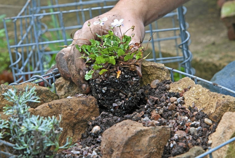 gabiony Gabione bef´llen und bepflanzen SLOWA KLUCZOWE: Bepflanzung Beratung Farbe Flechtkorb Fotografie Gabione Horizontal Korb Pflanze anpflanzen auff´llen bepflanzen einpflanzen auff´llen Querformat
