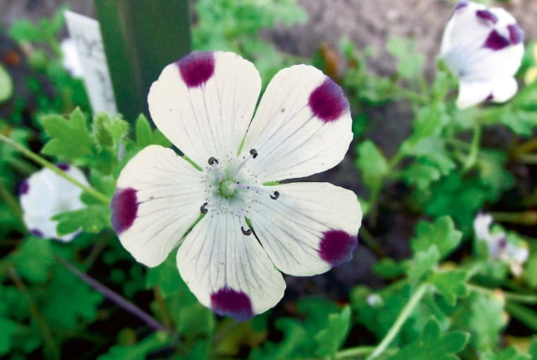 Five Spot, Nemophila maculata Five Spot, Nemophila maculata