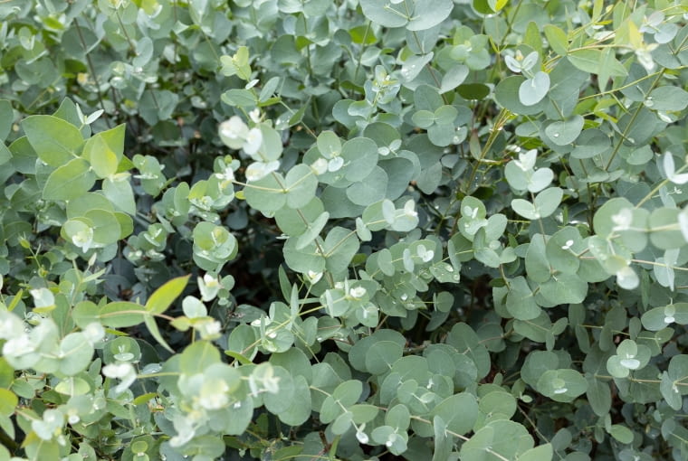 Eukaliptus Eukaliptus