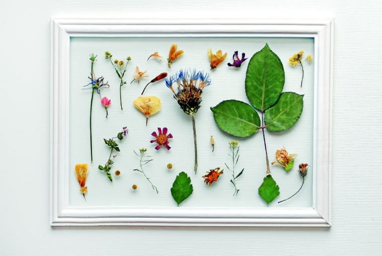 Zielnik. Karta z zielnika może być małym dziełem sztuki. Jak ją zrobić? Rośliny przeznaczone do suszenia układamy na gazecie, przykrywamy kilkoma warstwami papieru i falistą tekturą, obciążamy książkami. Wilgotne gazety wymieniamy. Suchy materiał przyklejamy do kartki papierowymi paskami z jednej strony pokrytymi klejem.