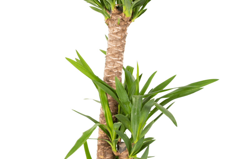 Roślina zielona mix W140 cm 139 zł/szt Roślina zielona mix W140 cm 139 zł/szt