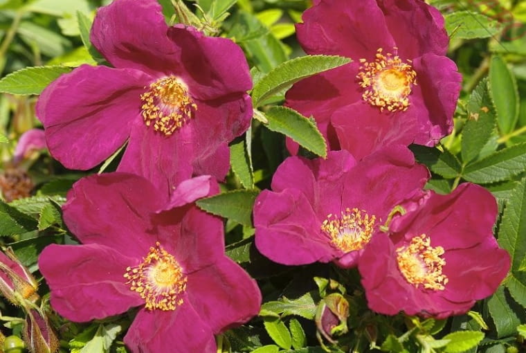 Różą ‘Strandperle® Amrum’ Różą ‘Strandperle® Amrum’