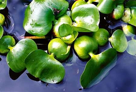 Hiacynty wodne nie zimują w oczku. Do wiosny można je przechowywać w mieszkaniu. HIACYNT WODNY EICHHORNIA CRASSIPES ROSLINA WODNA POWIERZCHNIOWA TROPIKALNA JEZIORKO WODA ZBIORNIK WODNY STAW