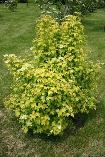 Kalina koralowa (Viburnum opulus Harvest Gold)