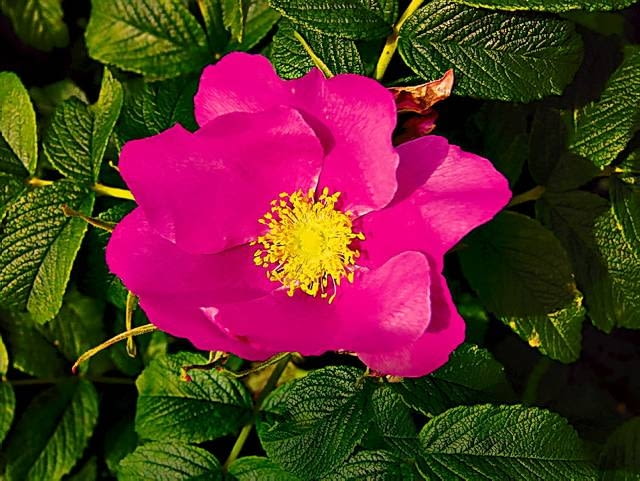 Róża pomarszczona Róża pomarszczona