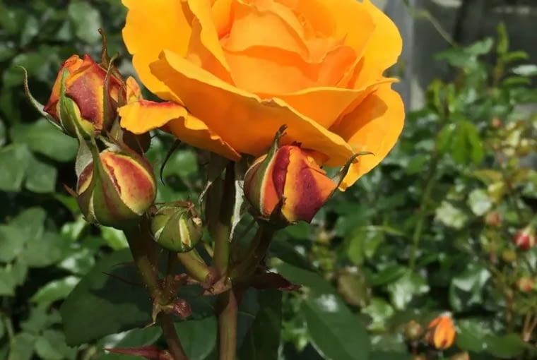 ‘Friendship Forever®’ hodowczyni: Rosa Eskelund. Odmiana wyhodowana w Danii przez Rosę Eskelund, wprowadzona w 2018 roku przez firmę Roses Forever ApS. Róża o kształtnych, delikatnie pachnących  kwiatach zebranych w bukiety, o ciepłej, miodowo bursztynowej kolorystyce i wyjątkowo długim kwitnieniu. Gęste krzewy, o wyrównanym, regularnym pokroju, atrakcyjnie prezentują się w małych i dużych grupach, jako pojedyncze elementy dekoracyjne w ogrodzie, czy w dużych donicach na tarasie. Odmiana wytrzymała i łatwa w uprawie, kwitnąca zdrowo do późnej jesieni. Róża ta należy do serii 'Plant’n Relax’, wyselekcjonowanej z myślą o krzewach długo kwitnących, odpornych i nie wymagających szczególnej pielęgnacji.