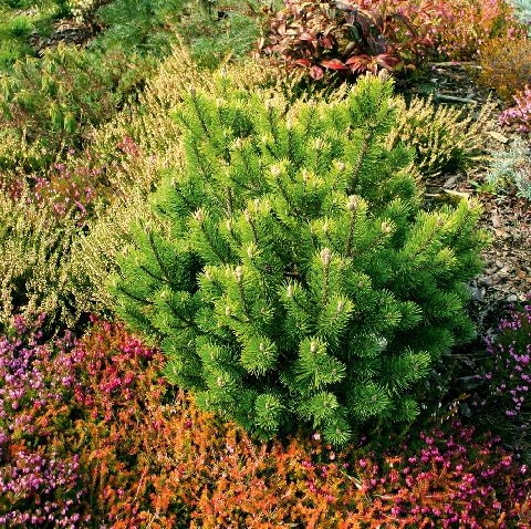 Sosna 'Mini Mops' Sosna 'Mini Mops'