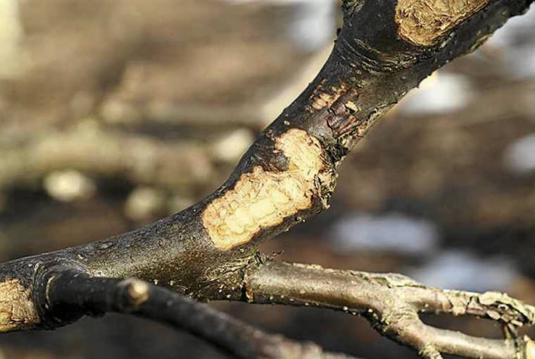 Ślady żerowania zająca Ślady żerowania zająca