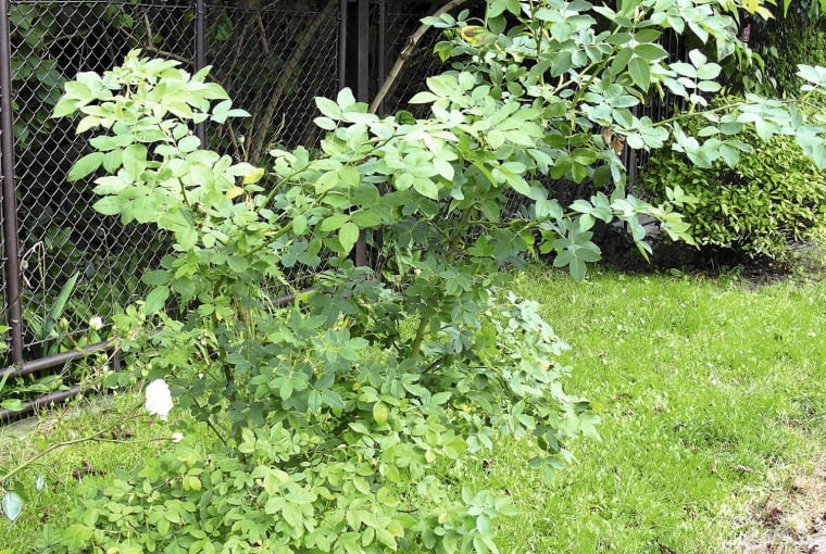Z krzewu uformowano drzewko na pniu. Najpierw wycięto pędy, pozostawiając jeden. Potem oczyszczono go z bocznych gałązek, a kilka znajdujących się w górnym odcinku skrócono do ok. 25 cm.