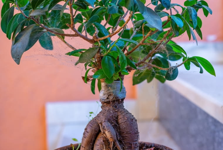 Ficus bonsai Ficus bonsai
