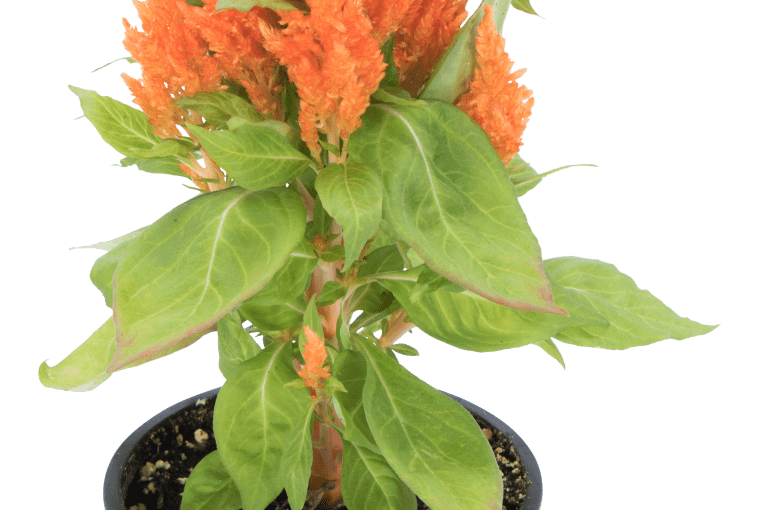 Celozja kłosowa W25 cm. 9,99 zł