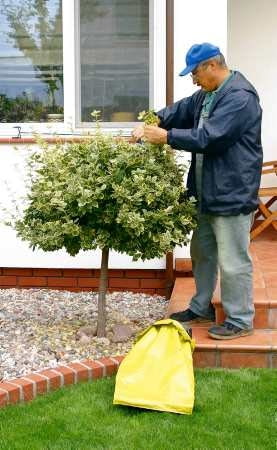 Wiosenne cięcie krzewów 11.09.03 WARSZAWA OGROD PRYWATNY KALENDARIUM DO PISMA KWIETNIK JESIEN ARANZACJA PANI DANUTA MLOZNIAK KRZEWY LISCIASTE TRZMIELINA EUONYMUS FORMOWANIE CIECIE PRZYCINANIE DRZEWKO FORMOWANIE PIELEGNACJA OGRODNIK