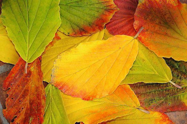 Oczar pośredni Oczar pośredni