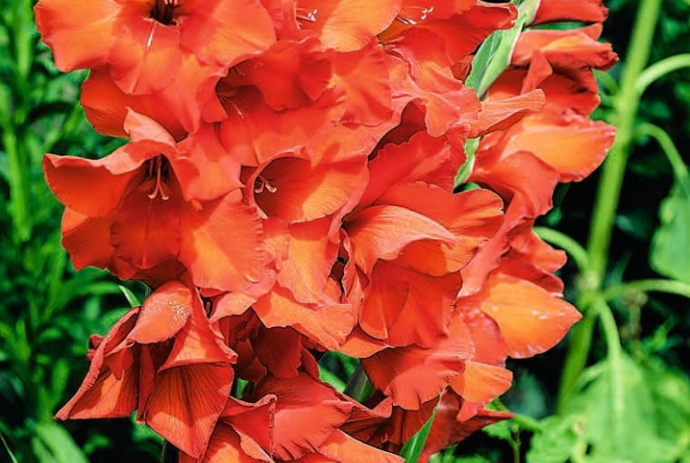 Mieczyk ?Theresa? Mieczyk ?Theresa?