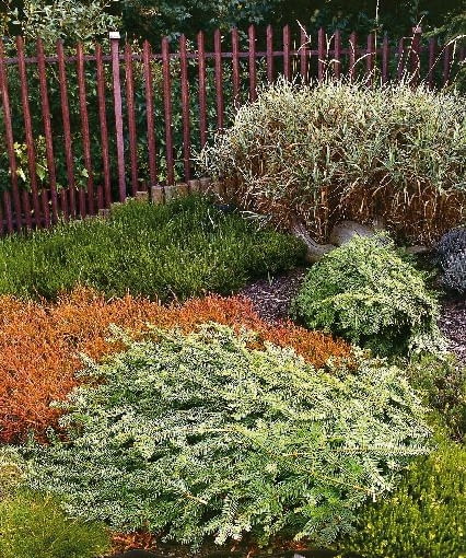 Gałęzie roślin iglastych można wykorzystać do przykrycia wrzośców OKRYWANIE PIELEGNACJA JESIEN RABATA BYLINOWA WRZOS CALLUNA WRZOSIEC ERICA BYLINA KRZEWINKA PLOT OGRODZENIE METALOWE FOT. PATRYCJA KORCZAK WODNICKA PUBLIKACJA OGRODY NR 10 (54) - 10.2003 PUBLIKACJA OGRODY NUMER SPECJALNY - DZIALKA REKREACYJNA - 2004