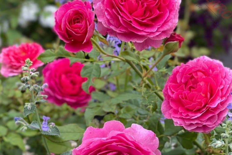 Róża 'Gabriel Oak®’. Jedna ciekawszych róż angielskich, o dużych, pełnych, pięknie pachnących kwiatach. Ich kolor jest bardzo nietypowy, ponieważ przechodzi od ciemnego różu do jaśniejących zewnętrznych płatków. 'Gabriel Oak®’ świetnie się sprawdzi jako róża cięta do wazonu. Zapach tej odmiany można określić jako owocowy, świeży, wobec którego ciężko przejść obojętnie. Szybko buduje bujny krzew jak przystało na róże angielskie. Róża 'Gabriel Oak®’. Jedna ciekawszych róż angielskich, o dużych, pełnych, pięknie pachnących kwiatach. Ich kolor jest bardzo nietypowy, ponieważ przechodzi od ciemnego różu do jaśniejących zewnętrznych płatków. 'Gabriel Oak®’ świetnie się sprawdzi jako róża cięta do wazonu. Zapach tej odmiany można określić jako owocowy, świeży, wobec którego ciężko przejść obojętnie. Szybko buduje bujny krzew jak przystało na róże angielskie.