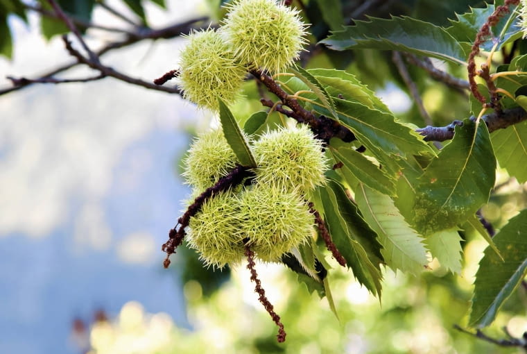 OWOCE KASZTANA tworzą się tylko z nielicznych kwiatów żeńskich. OWOCE KASZTANA tworzą się tylko z nielicznych kwiatów żeńskich.