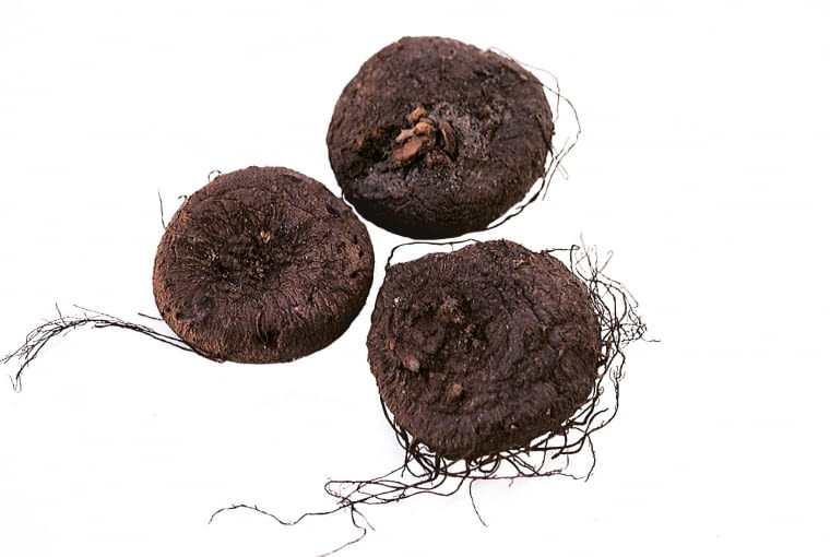 Fiołek alpejski, cebulki Fiołek alpejski, cebulki