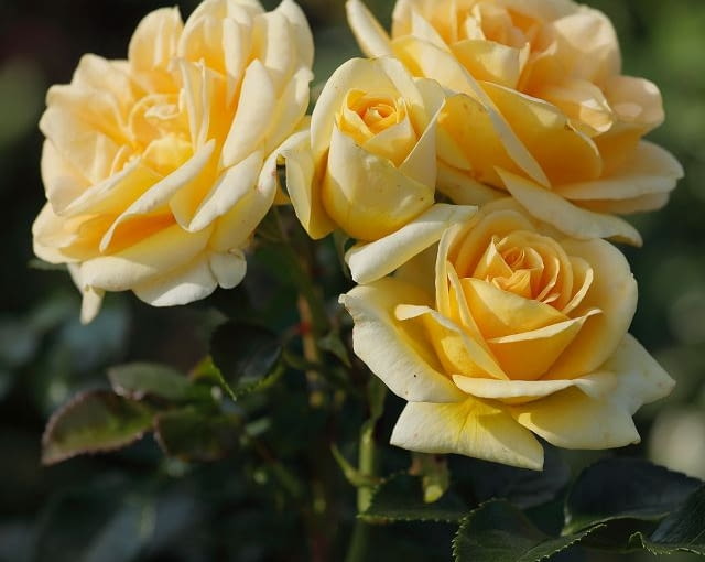 ‘Luna®’ urzeka blaskiem jasnożółtych kwiatów. Ta niska floribunda o pięknym krzaczastym pokroju, świetnie nadaje się do wszelkich donic i pojemników, aby zdobić balkony i tarasy. Dobrze będzie się również komponować z bylinami zwłaszcza o niebieskich i fioletowych kwiatach (Lawendy, Szałwie, Amsonie, Kłosowce, Kocimiętki).