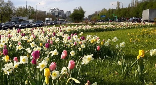 Wiosenny kwietnik na Dolince Służewieckiej Wiosenny kwietnik na Dolince Służewieckiej