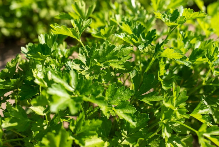 Pietruszka naciowa Pietruszka naciowa