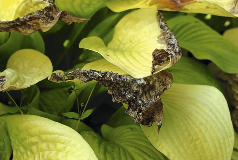 Szara pleśń na liściach funkii. Szara pleśń na liściach funkii.