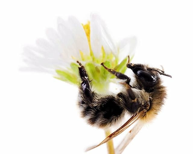 Każdy owad na pewno chętnie zamieszka w wykonanym przez nas domku B2D81E mining bee soildwelling bee (Andrena)