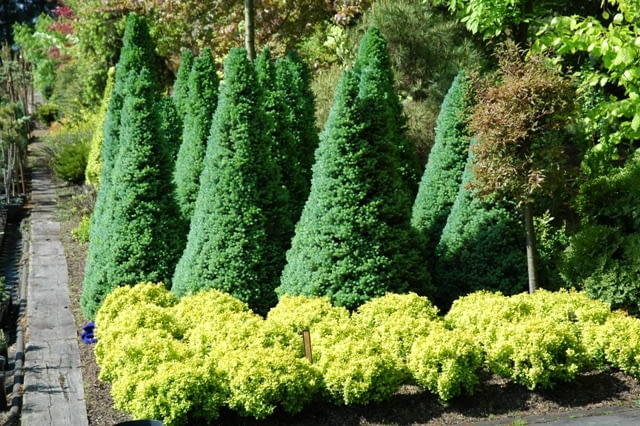 Świerk biały (Picea glauca) 'Sander's blue'