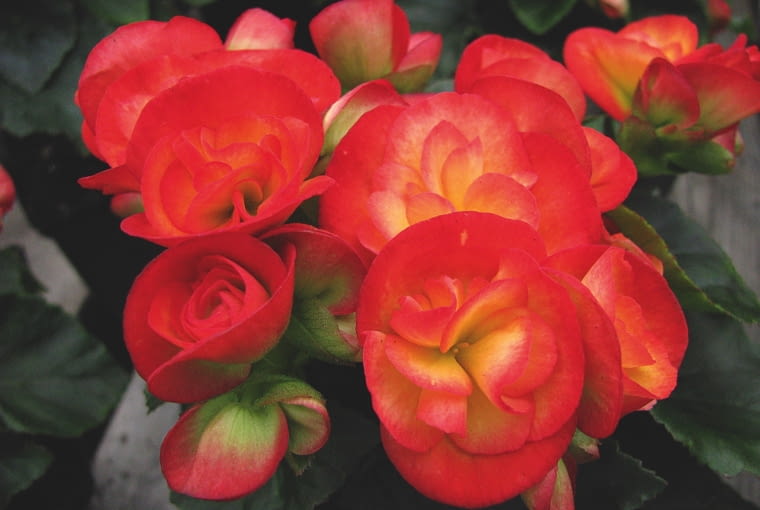 'BRITT DARK' 'BRITT DARK'