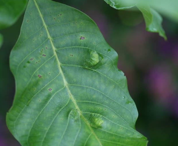 Pilśniowiec na górnej stronie liściach orzecha włoskiego. Choroby roślin, szkodniki