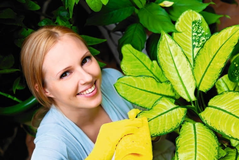 Regularnie odkurzamy liście