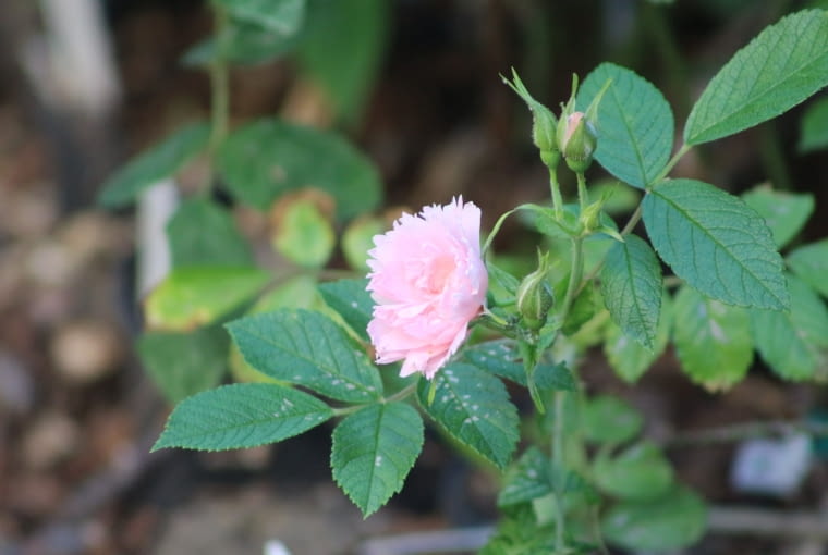 Róża goździkowa ‘Peach Grootendorst’ Róża goździkowa ‘Peach Grootendorst’