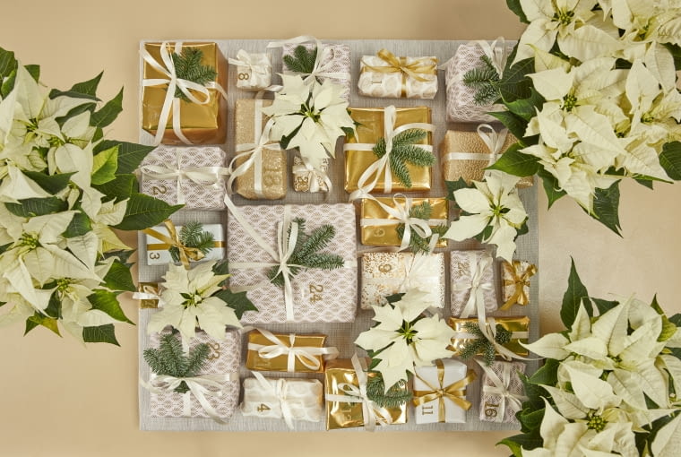 Kalendarz adwentowy z poinsecją ciętą Kalendarz adwentowy z poinsecją ciętą