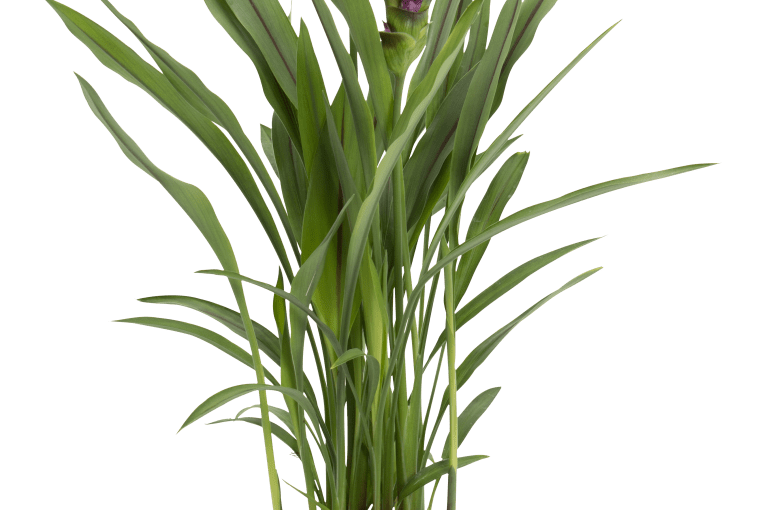 Kurkuma Splash Pink W55 cm. 55 zł