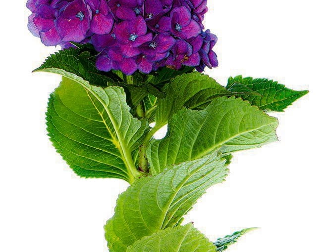 'Violetta' 'Violetta'