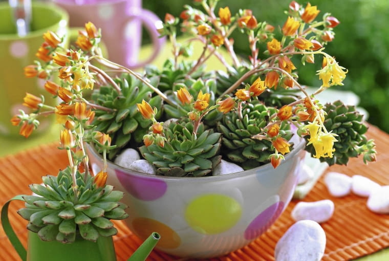 Eszeweria kwitnie latem, tworząc pomarańczowe dzwoneczki. Na zdjęciu: mieszaniec 'Ben Badis'. Echeveria in gepunkteter Glasschale und Metallgie?k nnchen, wei?e Kieselsteine SLOWA KLUCZOWE: 000 Balkon Echeveria GAP Portr t Schale Sommer Sukkulente Tisch Topf drau?en orange Farbe quer