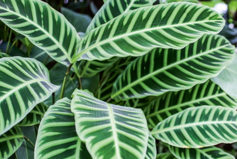 Kalatea pasiasta (Calathea zebrina)